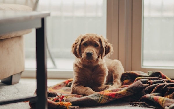 Onlinehundeschule, Hundeschule, Deckentraining