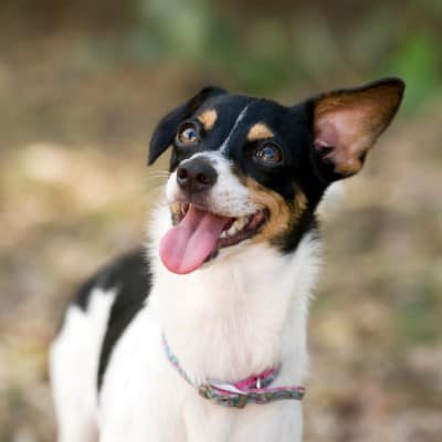Hund in der Pubertät - mal gut drauf, mal schlecht drauf