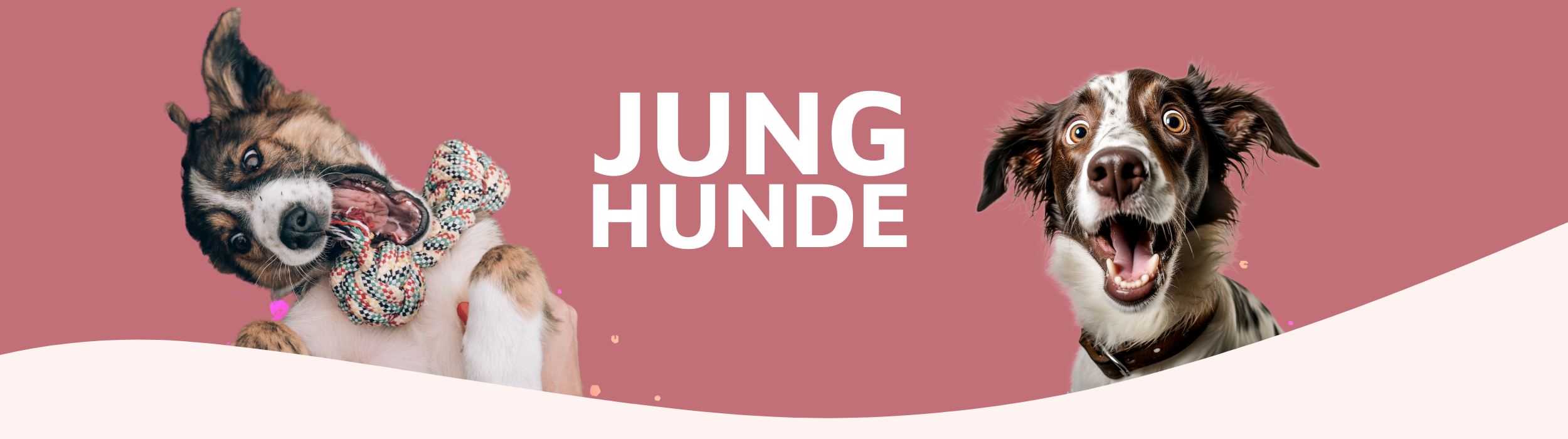 Junghundekurs Onlinehundeschule, Onlinehundetraining, Hundeschule, Hundetraining, Trust the dog, Claudia Pauliks, Online Hundeclub