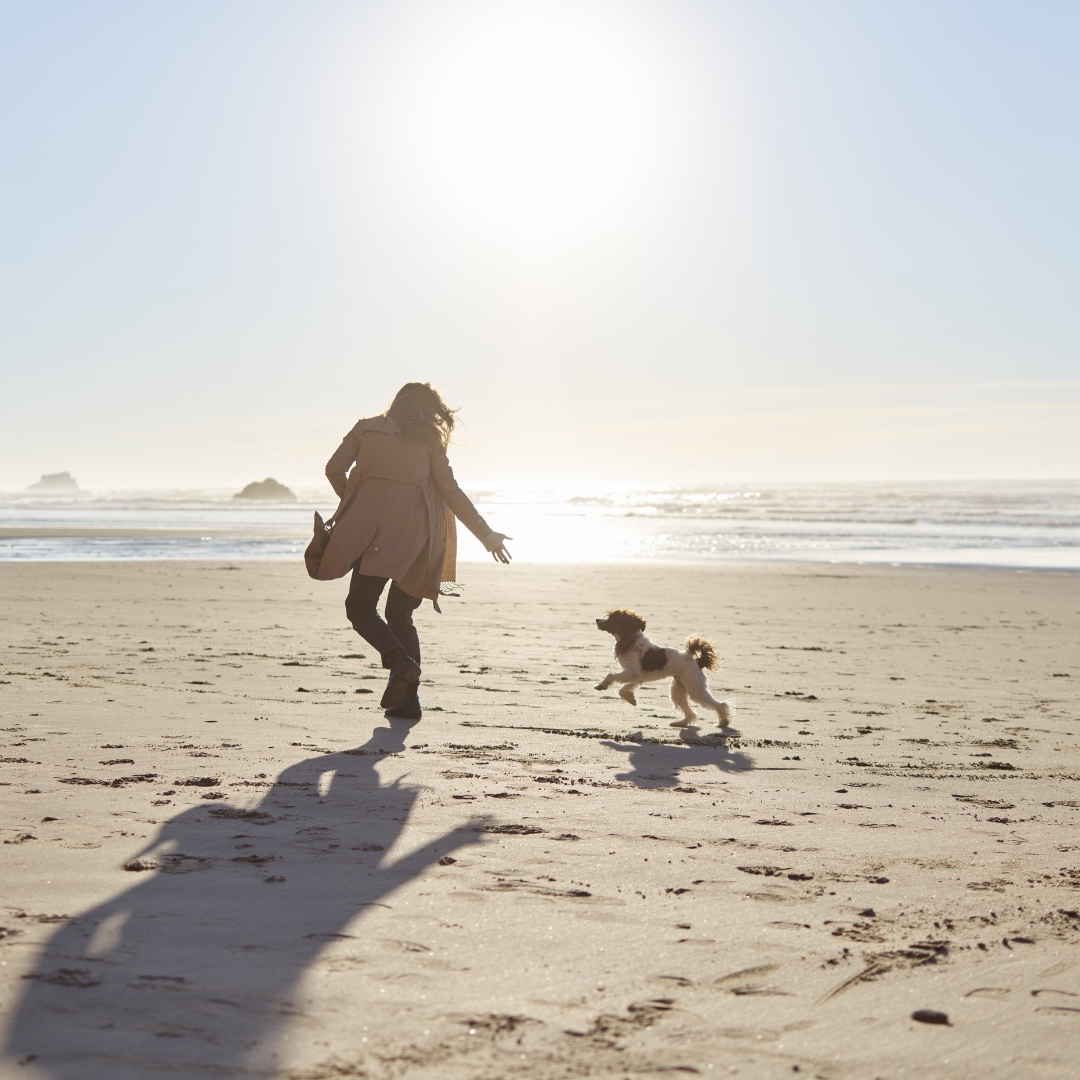 Online Junghundekurs Onlinehundeschule, Onlinehundetraining, Hundeschule, Hundetraining, Trust the dog, Claudia Pauliks, Online Hundeclub