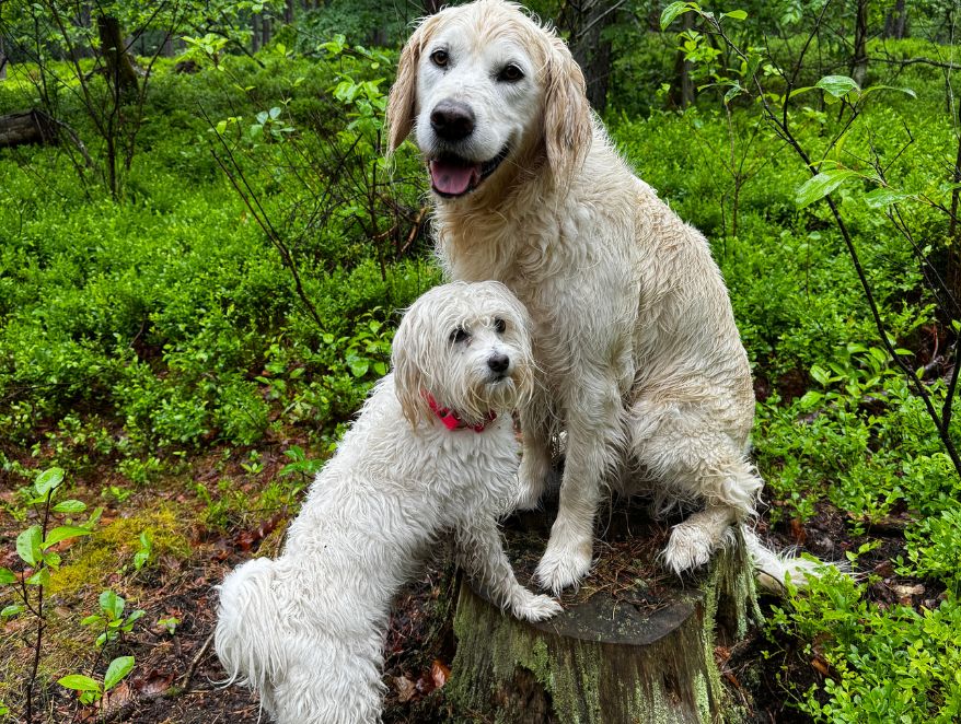 Angsthund, Blogbeitrag Angsthund, Onlinehundeschule, Hundeschule, Auslandshund