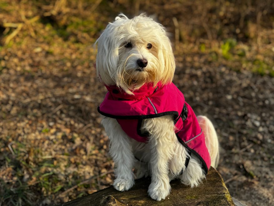Welpenschule, Welpe, Tipps für Welpen, Onlinehundeschule, Onlinewelpenschule, Hundepodcast