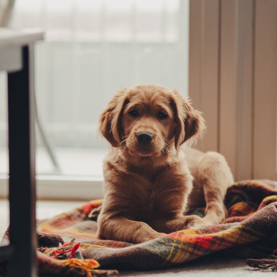 Welpenschule, Welpe, Tipps für Welpen, Onlinehundeschule, Onlinewelpenschule, Hundepodcast
