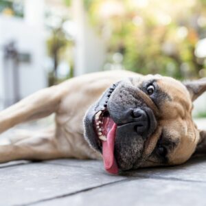 Welpenschule, Welpe, Tipps für Welpen, Onlinehundeschule, Onlinewelpenschule, Hundepodcast
