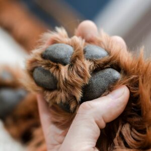 Welpenschule, Welpe, Tipps für Welpen, Onlinehundeschule, Onlinewelpenschule, Hundepodcast
