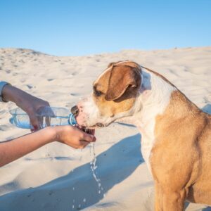 Welpenschule, Welpe, Tipps für Welpen, Onlinehundeschule, Onlinewelpenschule, Hundepodcast