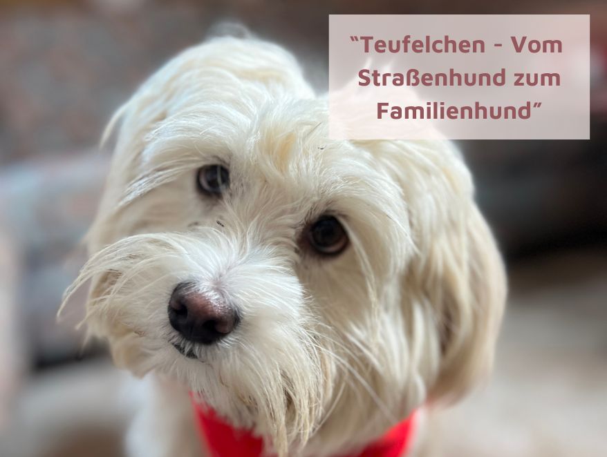 Von Angst zu Vertrauen: Wie Teufelchen mein Herz eroberte und zur einzigartigen Fellnase wurde