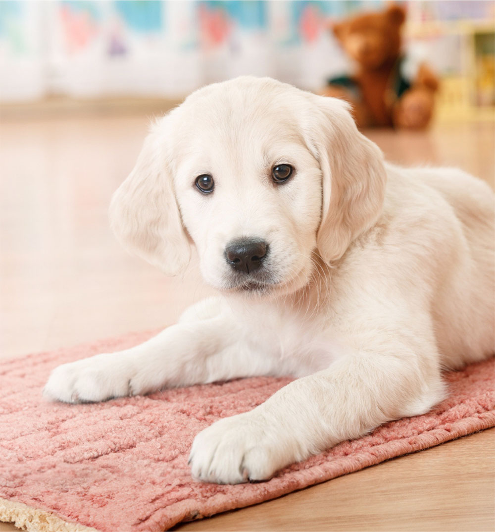 Ausbildung tiergestützte Therapie in Hamburg und Lübeck