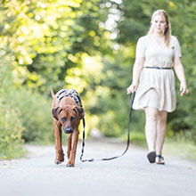 Stimmen04 Kundenfeedback Foto - Merle mit Henry- Onlinehundeschule