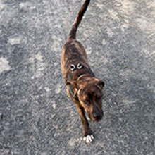 Stimmen05 Kundenfeedback Foto - Merle mit Henry- Onlinehundeschule