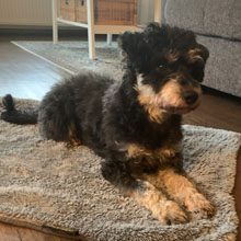 Stimmen09 Kundenfeedback Foto - Merle mit Henry- Onlinehundeschule