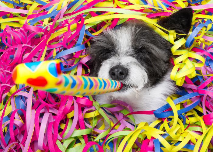 Silvester mit Welpe, Blogbeitrag mit Silvester Tipps, Tipps für Silvester mit Hund