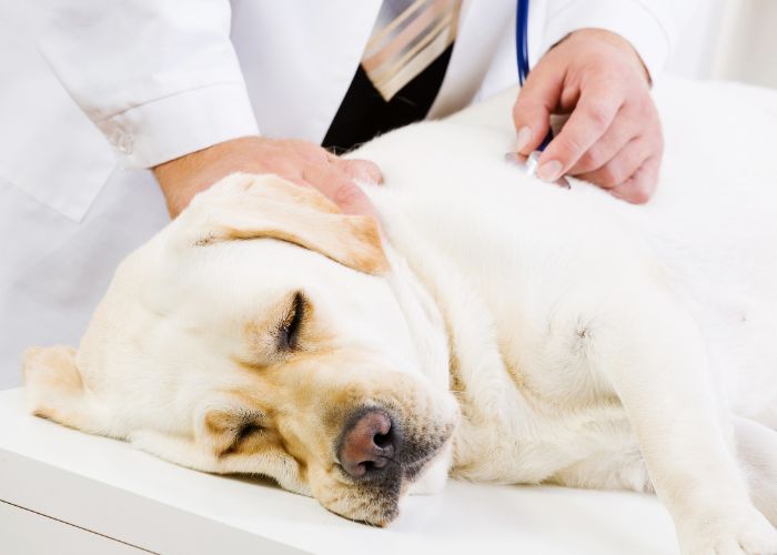 Silvester mit Welpe, Blogbeitrag mit Silvester Tipps, Tipps für Silvester mit Hund