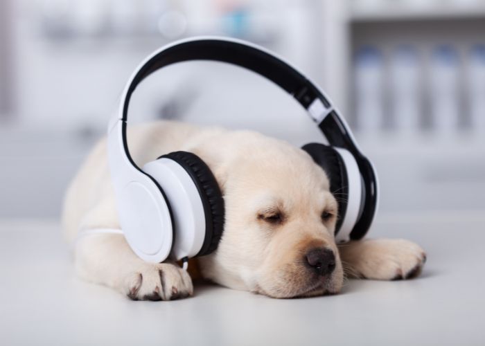 Silvester mit Welpe, Blogbeitrag mit Silvester Tipps, Tipps für Silvester mit Hund