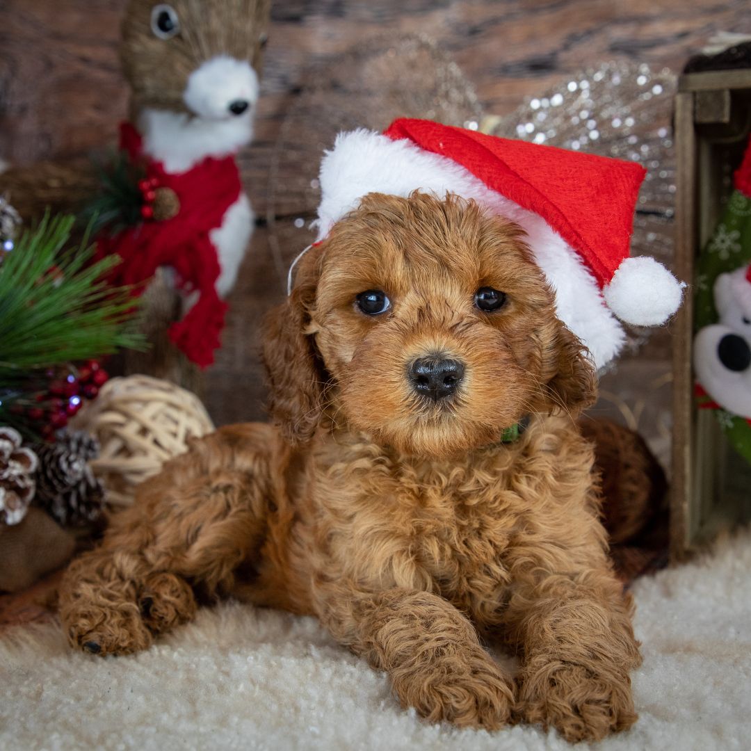 Welpe und Silvester Silvester mit Welpe, Blogbeitrag mit Silvester Tipps, Tipps für Silvester mit Hund