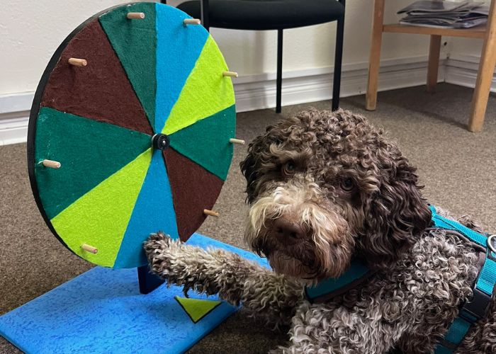 Therapiehund Bruni Pädagogikhund Bruni, Therapiehund Bruni