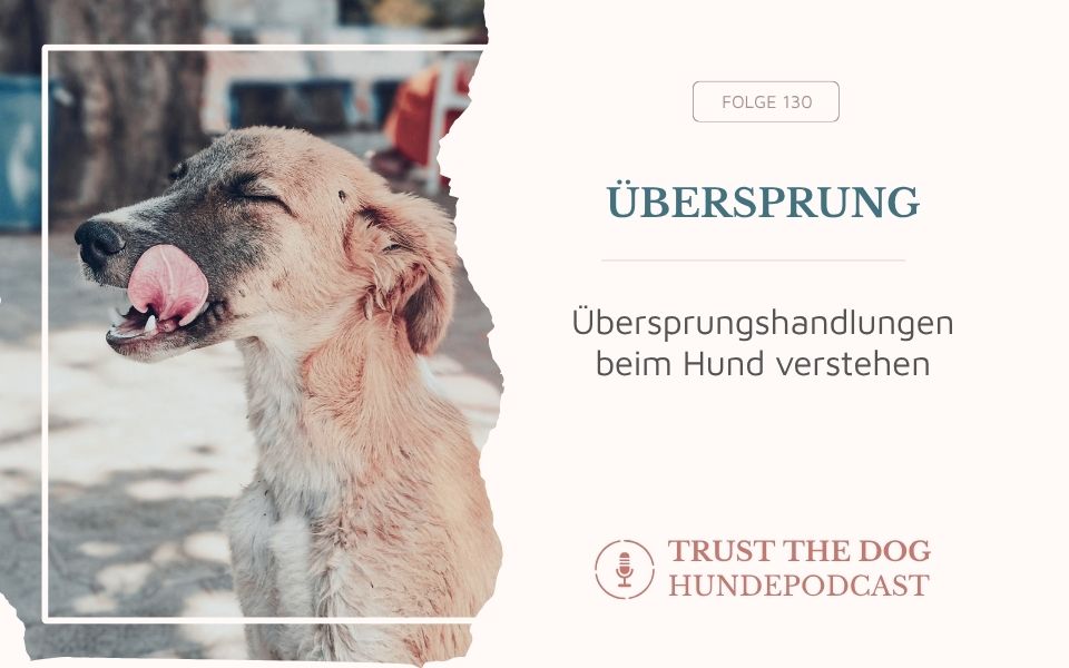 Übersprungshandlungen beim Hund verstehen