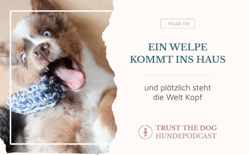 Ein Welpe kommt ins Haus