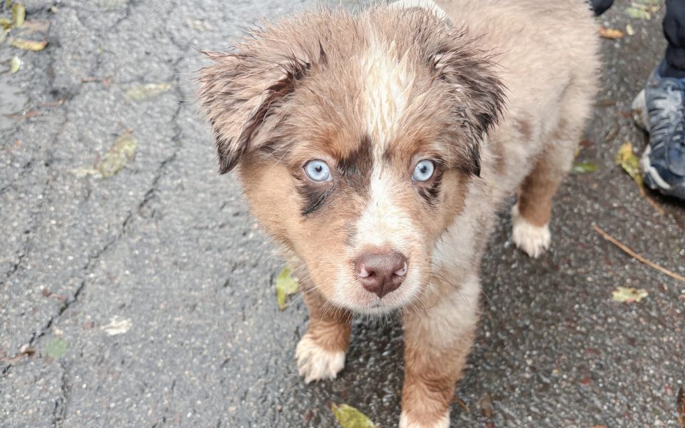 Der Welpe dreht durch