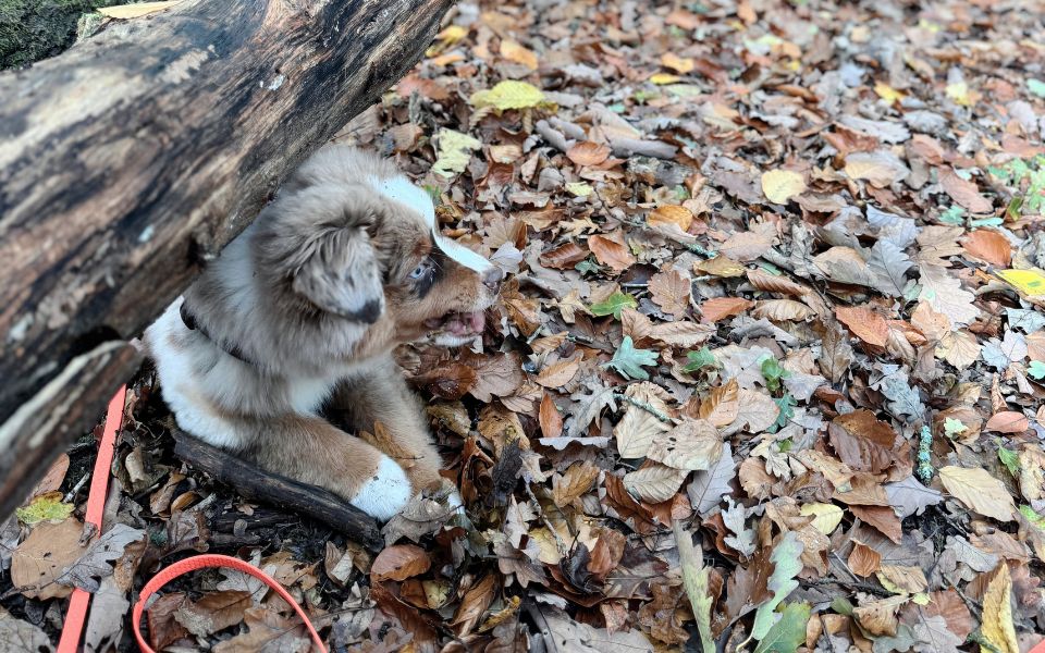 Der Welpe dreht durch