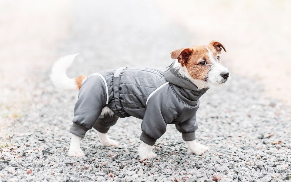 Kleiner Hund mit Mantel 