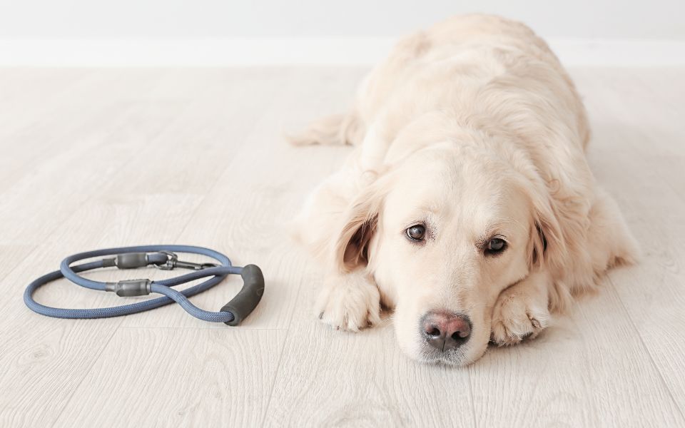 Hund möchte gerne Spazieren gehen