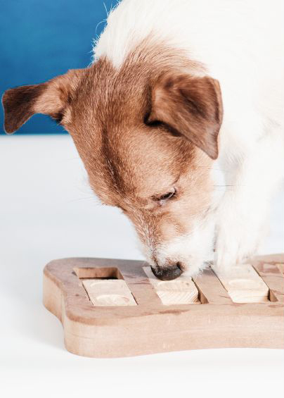 Hund spielt mit einem Spielzeug und schnüffelt statt Gassi zu gehen