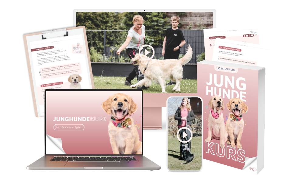 Junghundekurs Onlinekurs speziell für Junghunde