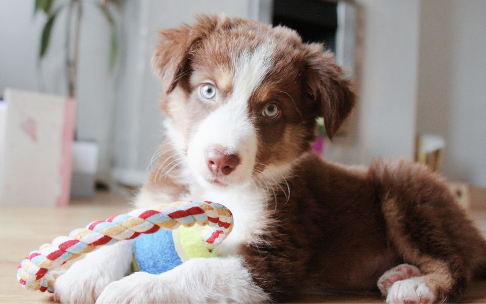 Ein Welpe mit seinem Spielzeug im Hundealltag