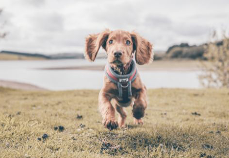 Ein Welpe ohne Leine lernt neue Regeln