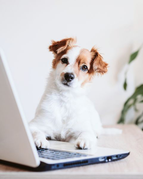 Ein Bürohund - Stress oder ein absoluter Gewinn?