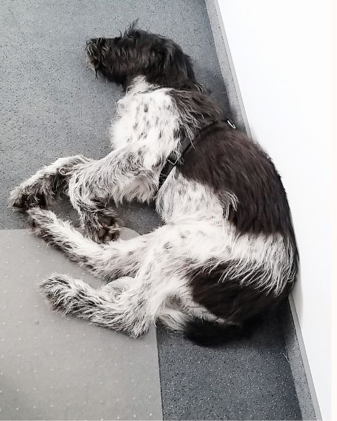 Ein entspannter Bürohund am Schlafen.