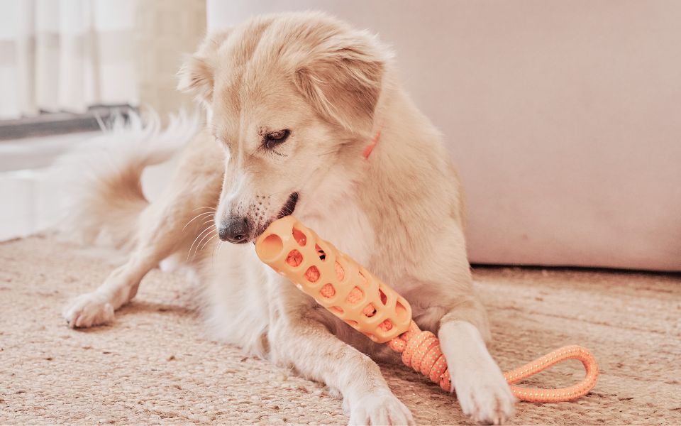Ein Bürohund spielt mit seinem Spielzeug - nicht immer die richtige Lösung.