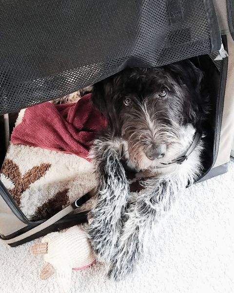 Ein Bürohund in seiner Ruhezone, der Box. Diese gibt ihm Sicherheit.