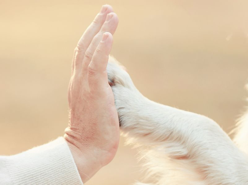 Ein Schulhunde-Team muss auch in unvorhergesehenen Situationen die Ruhe bewaren