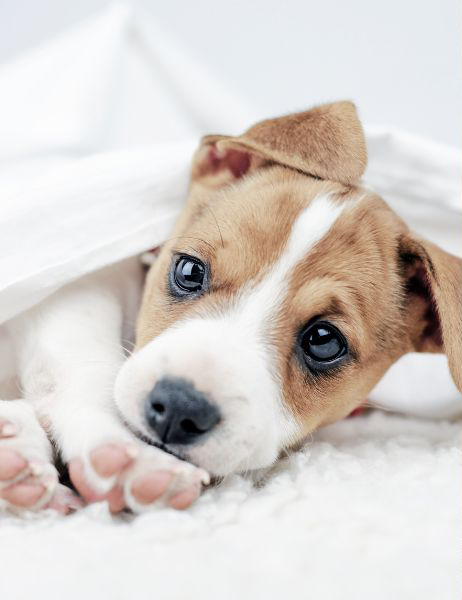 Welpentraining, Onlinewelpentraining