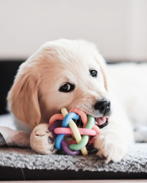 Welpe kaut zur Beschäftigung auf einem Spielzeug