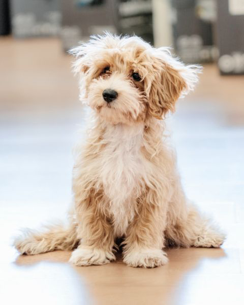 Welpe sitzt auf dem Boden und wartet