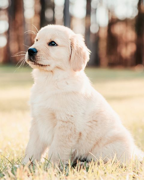 Welpe sucht die Orientierung zum Besitzer