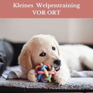 1:1 kleines vor Ort Welpentraining bei Claudia Pauliks