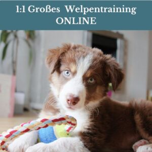 1:1 großes Welpen Onlinetraining