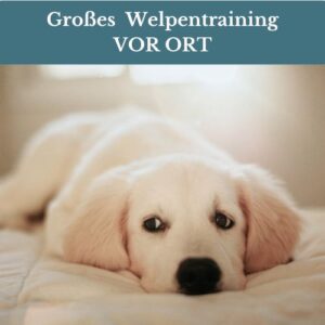 1:1 großes Welpentraining bei Claudia Pauliks