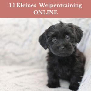 1:1 kleines Welpentraining bei Claudia Pauliks