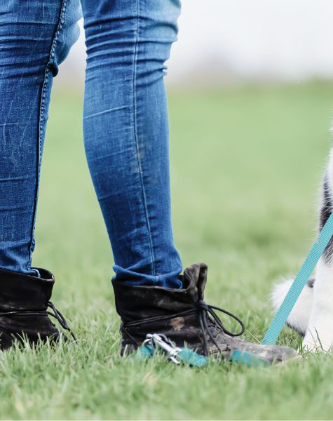 Hundeerziehungs Trainingsmethode: Sich auf die Leine stellen
