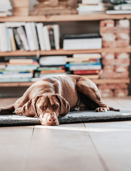 Ein Hund, der sich auf einer Hundematte entspannen kann und schläft