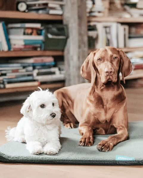 Professionelle Equipment, wie eine gute Hundedecke, gehören zur tiergestützten Arbeit