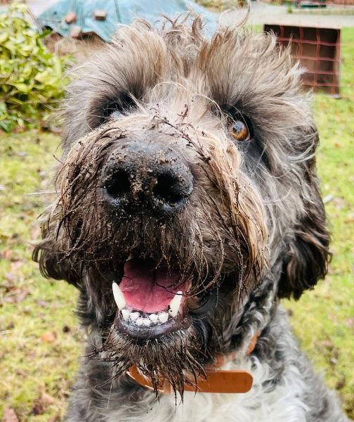 Eine gute Hundematte sollte immer rutschfest sein und dem Hund einen sicheren Platz bieten