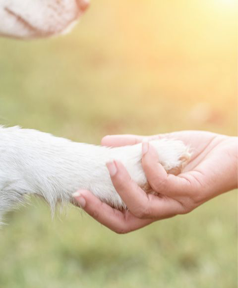 Ein Hund mit seinem Spielzeug