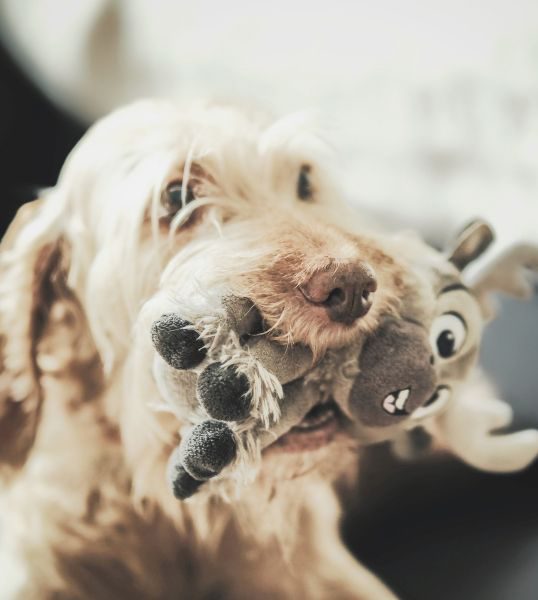 Ein Hund mit seinem Spielzeug