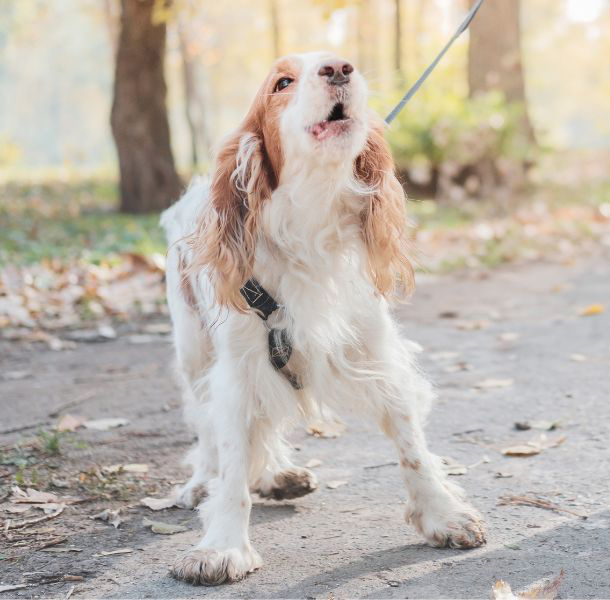 Ein Hund bellt und zieht an der Leine.